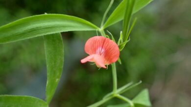 Photo of Características e cuidados da Lathyrus cicera ou Almorta de monte