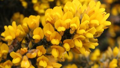 Photo of Características e cuidados do Ulex europaeus