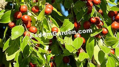 Photo of Características e cuidados do Ziziphus jujuba ou Jujube