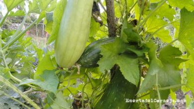 Photo of Características e cultivo da planta Luffa cilíndrica ou esponjosa