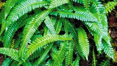 Photo of Características e exemplos de plantas sem sementes