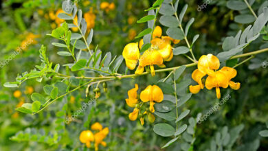 Photo of Caragana arborescens Acácia Amarela, Caragana Siberiana, Ervilhas Siberianas