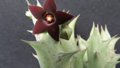 Photo of Caralluma hesperidium ou Caraluma