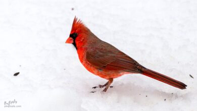 Photo of Cardo, Cardinal