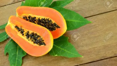 Photo of Carica papaia, papaia ou papaia