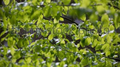 Photo of Carpinus betulus American Goldfinch, Charmille