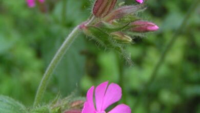 Photo of Caryophyllaceae