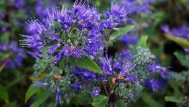 Photo of Caryopteris Blue Spirée, Barba Azul