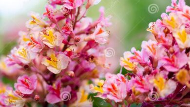 Photo of Castanha Rosa, Castanha Vermelha