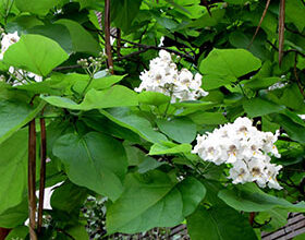 Photo of Catalpa bignonioides Comunidade de Catalpa