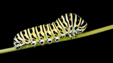 Photo of Caterpillars