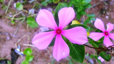 Photo of Catharanthus roseus, uma planta conhecida pelos seus usos medicinais