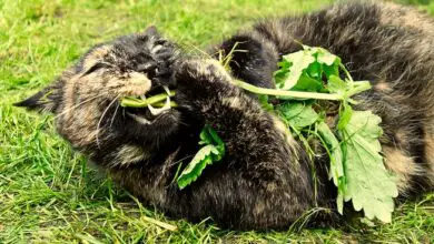 Photo of Catnip e insectos – Como controlar as pragas das catnipes no jardim