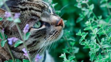 Photo of Catnip Partners: Saiba mais sobre as plantas que crescem com catnip.