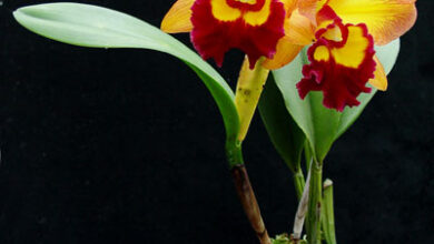 Photo of Cattleya, May Lily ou Yellow Orchid Plant Care