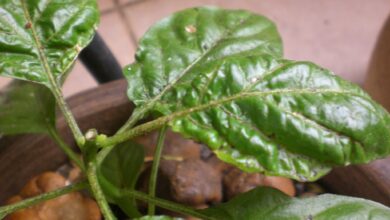 Photo of Caules de pimenta descoloridos: as causas das manchas negras nas plantas da pimenta