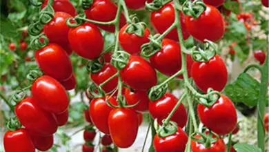 Photo of Caules de tomate amassado: Saiba mais sobre o crescimento branco das plantas de tomate
