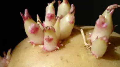 Photo of Causas da pele amarga da batata: Descubra a pele verde de uma batata