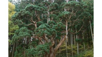 Photo of Cedro japonês, Criptomeria, Sufi