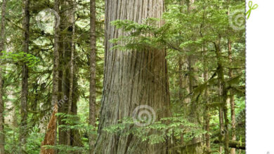 Photo of Cedro Vermelho Ocidental, Canadá Thuja, Cedro Branco