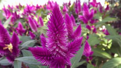 Photo of Celosia argentea, cuja principal característica é a sua inflorescência sob a forma de…