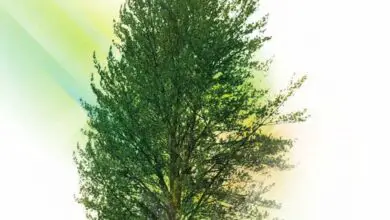 Photo of Celtis australis é a árvore mais utilizada para a decoração de parques e jardins….