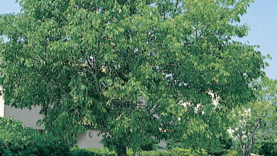 Photo of Celtis australis ou Almez tree care