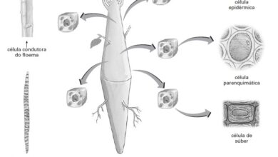 Photo of Células vegetais: como as plantas crescem