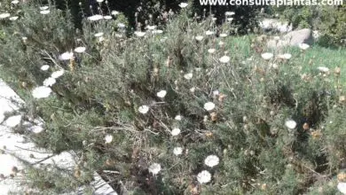 Photo of Centaurea cachinalensis ou cuidado de plantas Flor del Minero