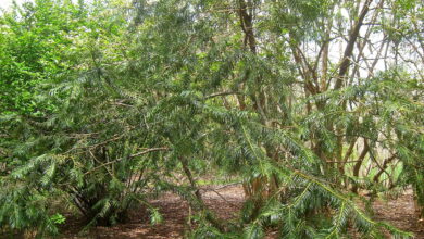 Photo of Cephalotaxus fortunei ou Fortune Yew plant care