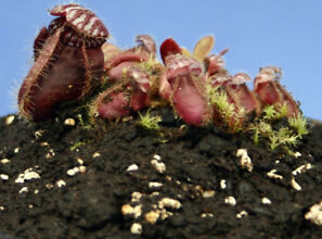 Photo of Cephalotus follicularis Jarro de água de Albany, Cephalotus