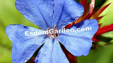 Photo of Ceratostigma plumbaginoides, um arbusto com flores roxas que pode cobrir as paredes.