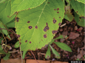 Photo of Cercospora Leaf Spot