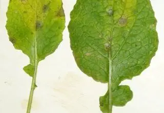 Photo of Cercospora Manejo do Radish: Tratamento da Cercospora Leaf Spot nas Folhas de Radish