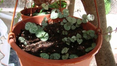 Photo of Ceropegia madeiraii Cadena de corazones