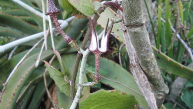 Photo of Ceropegia stapeliiformis ssp serpentina Ceropegia stapelia