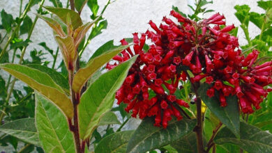 Photo of Cestrum elegans ou cuidado de plantas Galán rojo