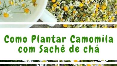 Photo of Chá de camomila para o jardim: Dicas para usar o chá de camomila no jardim