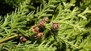 Photo of Chamaecyparis lawsoniana Cypress Lawson, falso cipreste