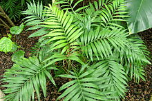 Photo of Chamaedorea elegans Dwarf Palm, Palma da montanha, Chamedorea