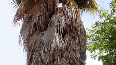 Photo of Chamaedorea, uma palmeira robusta ideal para crescer em casa