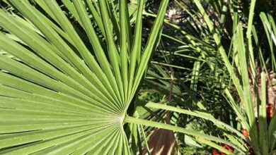 Photo of Chamaerops humilis Saw palmetto, palmeira mediterrânica