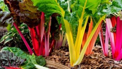 Photo of Chard Seed Care: Como plantar sementes de acelga