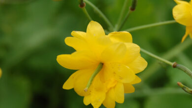 Photo of Chelidonium majus Grande Celandine, erva verruga, grande relâmpago