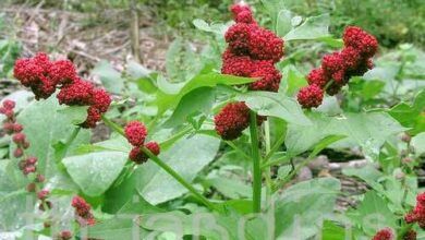 Photo of Chenopodium capitatum Moagem de espinafres