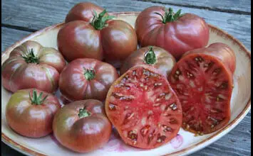 Photo of Cherokee Violet Tomate Informação – Como cultivar uma planta de tomate Cherokee Violet