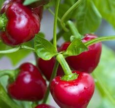 Photo of Cherry Pepper Facts – Aprenda a cultivar pimentos doces de cereja