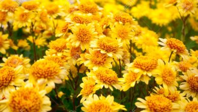 Photo of Chrysanthemum hortorum Flowering Chrysanthemum, Autumn Chrysanthemum