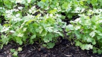 Photo of Cilantro Leaf Spot Control: Dicas para o cuidado do Cilantro Leaf Spot