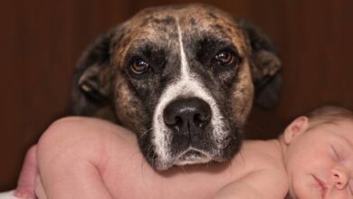 Photo of Cinco maneiras de manter um cão fora de um berço